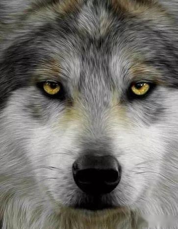 狗狗为什么有时候会学狼叫,狗的祖先是狼吗,有什么依据