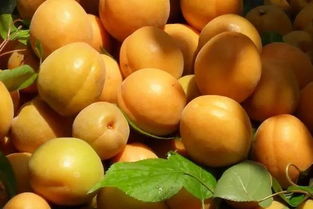 澳洲甜杏怎么吃好吃 良心推荐7种杏子的常见吃法
