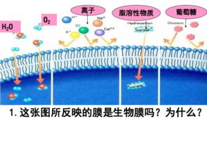 湖南省新田一中高中生物人教版必修1课件 4.3物质跨膜运输方式 