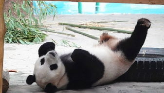 熊猫5岁成熊 这些熊猫的小知识你知道多少