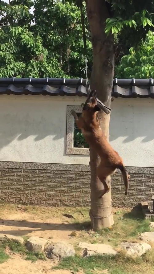 狗狗吊在树旁不停扭动,网友误以为主人虐狗 明明是有趣的游戏