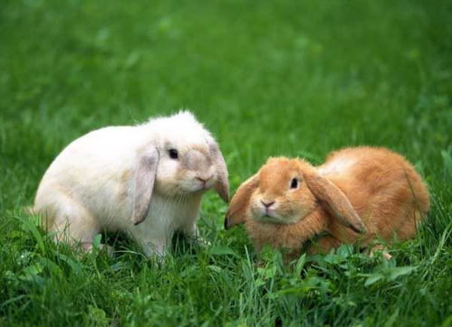 宠物兔养殖的现状及前景 
