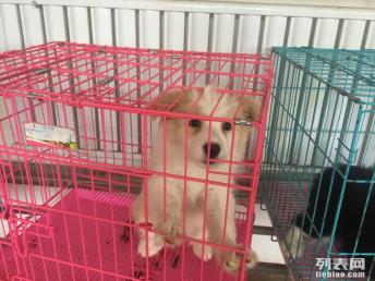 图 德宠天下 自家养殖边牧幼犬 喜欢的联系 北京宠物狗 