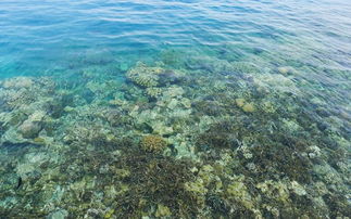 马尔代夫神仙珊瑚岛的拖尾体验让你体验梦幻的海底世界（马尔代夫珊瑚岛屿的分布特点）
