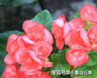 春天最适合养哪些花呢 养护专家这样说,养好开花到明年