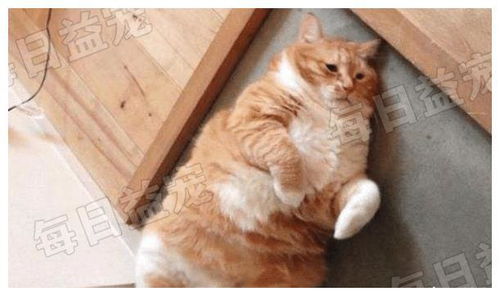 宿舍养猫被举报,只因橘猫长得太胖藏不住了,宿管阿姨看到都笑了