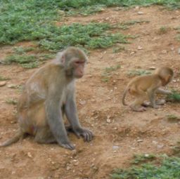 养猴子当宠物犯法吗 养猴子一只判几年 养猴子当宠物后悔了 
