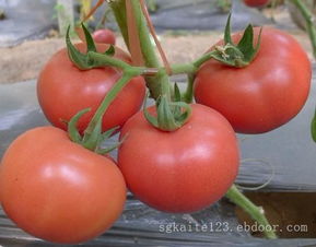 番茄种子芽率计算几天的(番茄种子芽率计算几天的产量)
