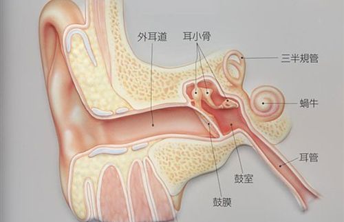 感冒经常耳朵疼,当心是不是中耳炎