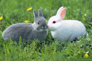 兔子的毛怎么形容,兔子的毛怎么形容用词
