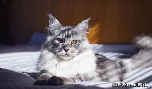 猫传染性贫血 巴尔通体病是什么 它和 猫抓热 有什么关系