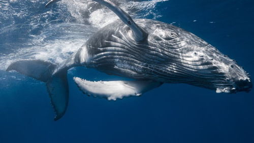 鲸鱼摩羯座图片 鲸鱼摩羯座图片大全