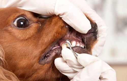 狗狗牙龈可以反映身体情况 主人掰开看一看,能更好监控狗狗健康 粉红色 