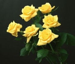 橙玫瑰代表什么花语,各种颜色的玫瑰的花语是什么