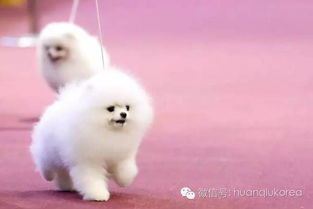 韩国举行 国际宠物秀 世界名犬齐聚一堂萌翻众人