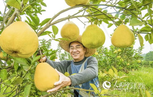 高清图 看 这是丰收的景象