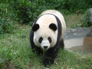 动物园 熊猫世界 