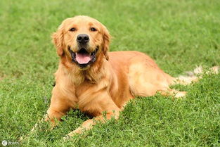 世界十大漂亮的狗狗排行,哈士奇荣登榜首 你家狗狗上榜了吗