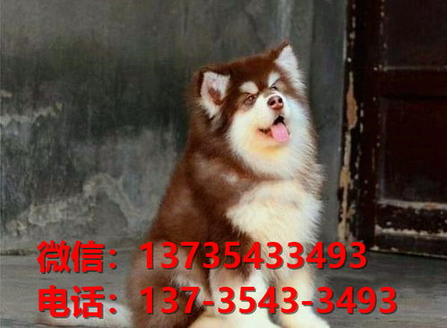 郴州宠物狗犬舍领养阿拉斯加犬卖狗买狗网站在哪有狗市场领养