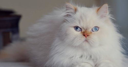 猫中王妃波斯猫,饲养方法是什么 喂食的注意事项