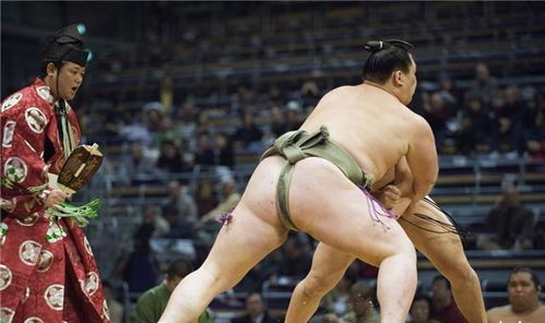 相扑裤衩怎么弄好看，相扑选手为什么要近乎赤裸地比赛(相扑的裤衩怎么穿)