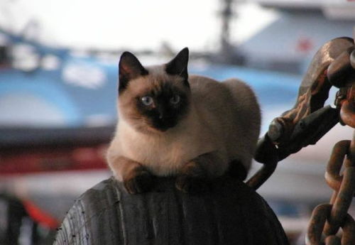 俄罗斯海军有只 航母猫 ,在军舰上养猫竟然有这种奇效 