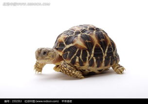 一只爬行的乌龟图片免费下载 编号1551553 红动网 