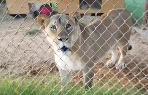 猫心豹子胆 猫咪上前故意挑衅狮子,下一秒狮子做出的反应笑喷