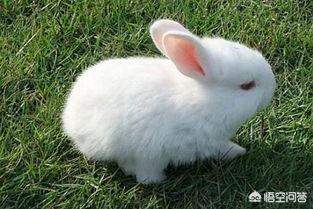 小兔子吃什么食物 小白兔喜欢吃什么食物