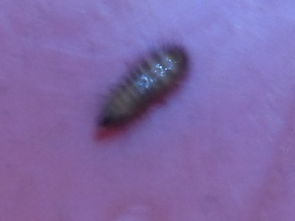 最近在我家木床附近,总有一些小虫子,请问这虫子的名字是什么 有什么危害 谢谢