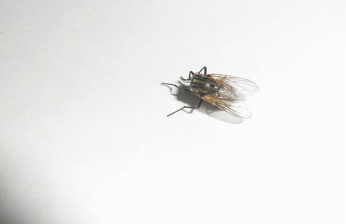 为什么苍蝇会把自己的头拧下来玩 苍蝇没有头为什么还能活