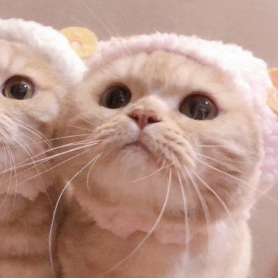 猫系列的情侣头像一左一右 2020年两个猫咪的情头超萌版
