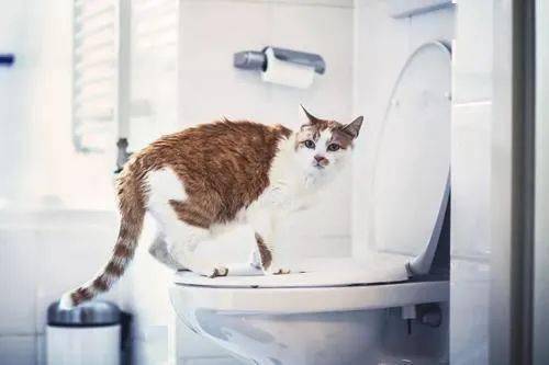 让猫咪像人一样蹲厕所是害猫 多久铲屎一次对猫最好