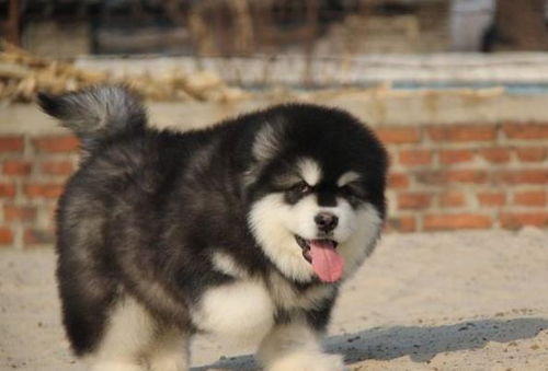 北京狗场犬舍哪里有卖狗买狗宠物狗市场领养阿拉斯加