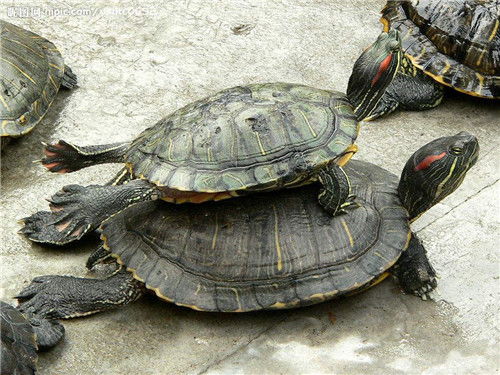 乌龟喜欢吃什么 乌龟怎么养长得快