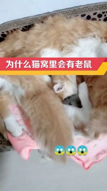 为什么好好的猫窝里会有一只大黑耗子呢,到底是什么情况,难... 