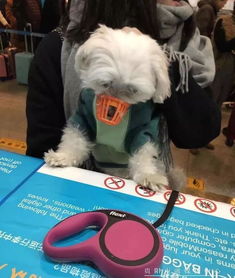 狗狗坐飞机 贵州第一例 情感辅助犬陪主人从贵阳飞北京