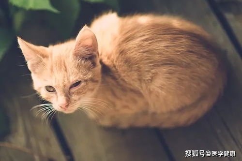 福州千宠百爱宠物医院 猫衣原体感染后有哪些症状 如何治疗猫衣原体病