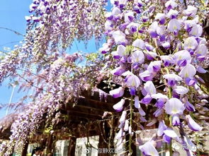 上海紫藤花开美出新高度 还藏着华东第一紫藤长廊 周末走起 