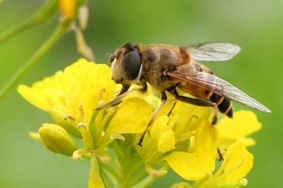 蜜蜂蛰了人后它就会死吗 