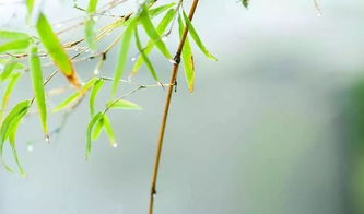 淄博下起雨夹雪,明天最低温2 ,还有霜冻 清明时节雨纷纷 为啥这么准 