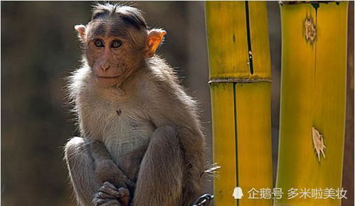 10猴9不全 揭秘80年生肖猴的毕生寿命,过了40岁后什么命