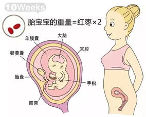 胎儿各周成长标准数值 胎儿体重测算公式 搜狐母婴 搜狐网 