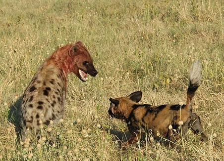 鬣狗究竟有多不要脸,每次都要抢野狗的食物,羚羊内脏都被掏出