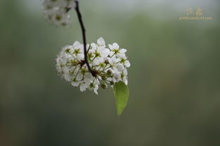 关于隶棠花的诗句