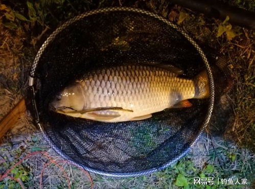 春季湖边夜钓,用蚯蚓作钓黄辣丁,钓获一条3斤野生鲤鱼