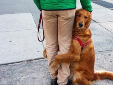 狗狗向你 示好 的几个行为,一旦出现就抱抱它吧