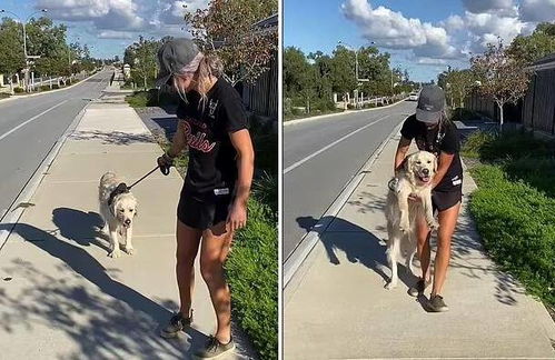 澳大利亚一只宠物狗散步时赖着不走 主人只好抱着它回家