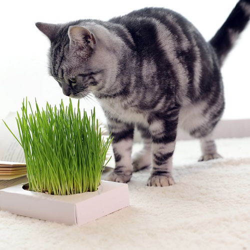 两个月的小猫会主动吃猫草吗 为什么