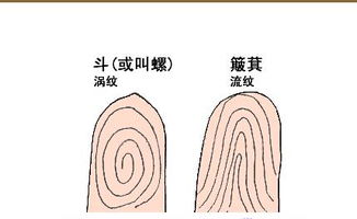 指纹算命图解大全 